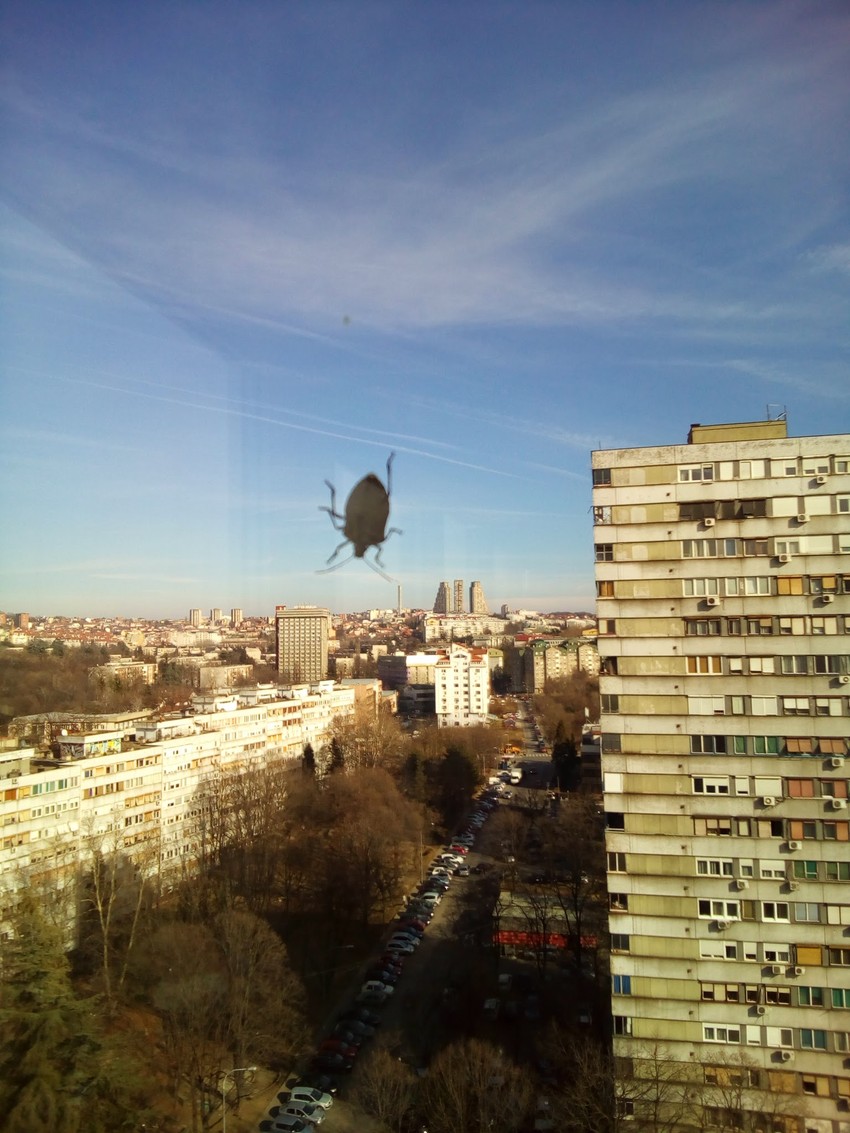 Pokušavaju da se uvuku u stanove na toplo