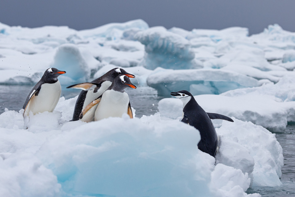 Jodi Frediani, "Directions, Please. No I told you they went that way"