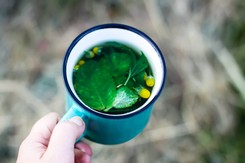 Z owoców zrobisz pyszny dżem, z liści herbatkę na trawienie. Naprawdę działa!