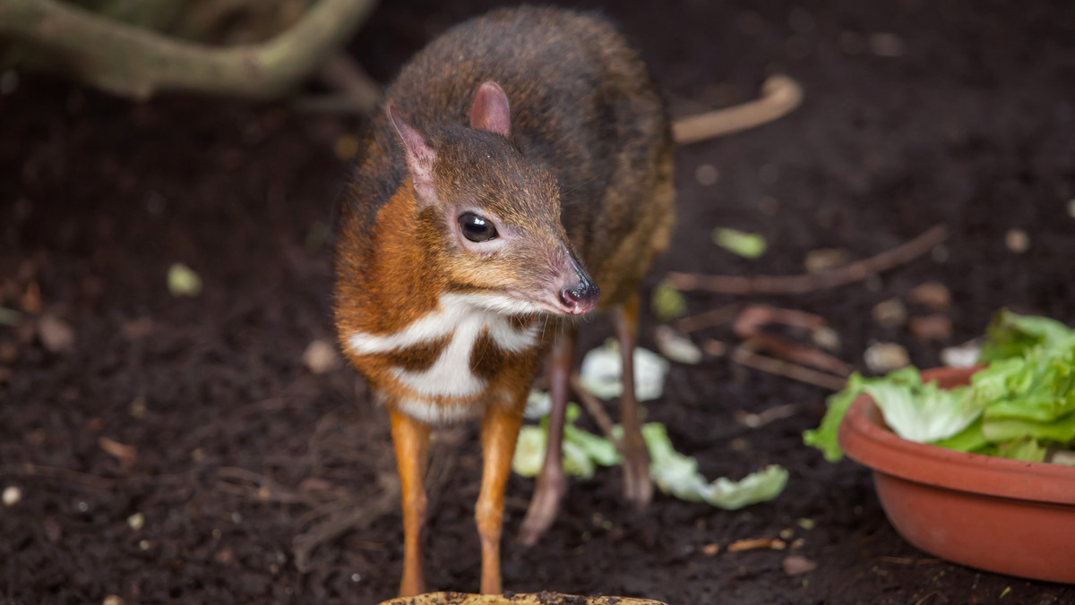 Myszojeleń urodził się w zoo w Łodzi [INSTAGRAM] [ZDJĘCIE]