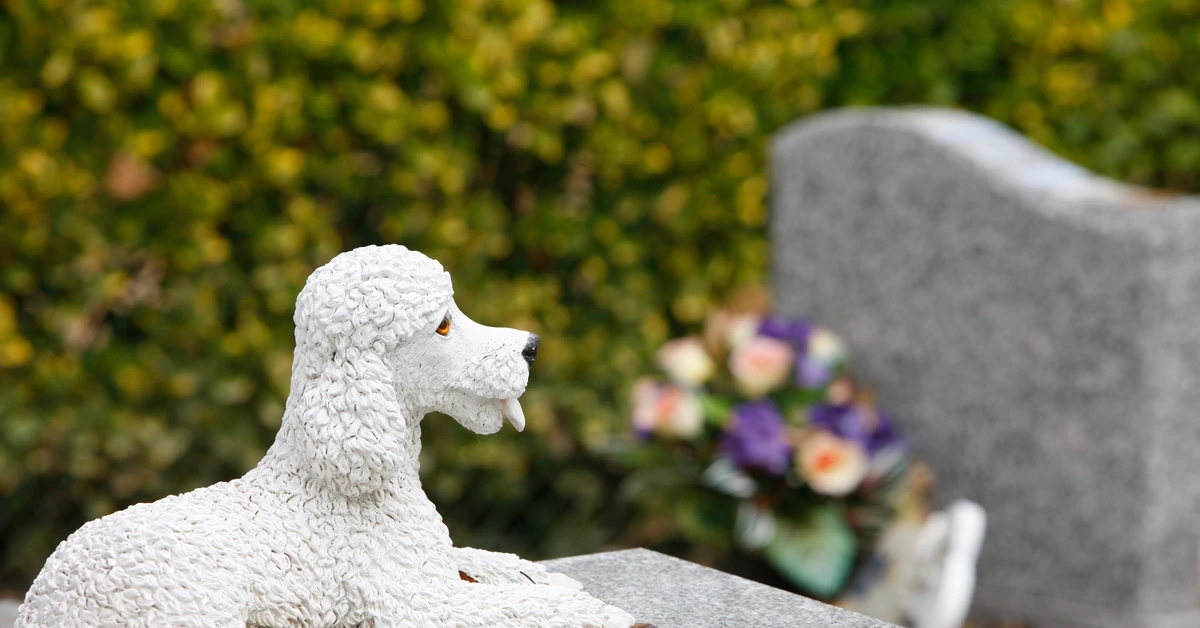 Cmentarz dla zwierząt w Polsce. Ile kosztuje cmentarz dla psa w 2025 roku?