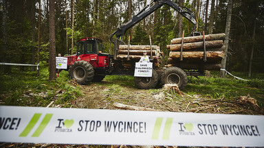 Ekolodzy przykuli się do drzew w Puszczy Białowieskiej
