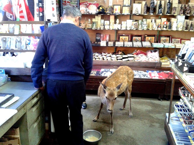 W przeciwieństwie do ludzi, jeleń w sklepie może dostać jedzenie za darmo.