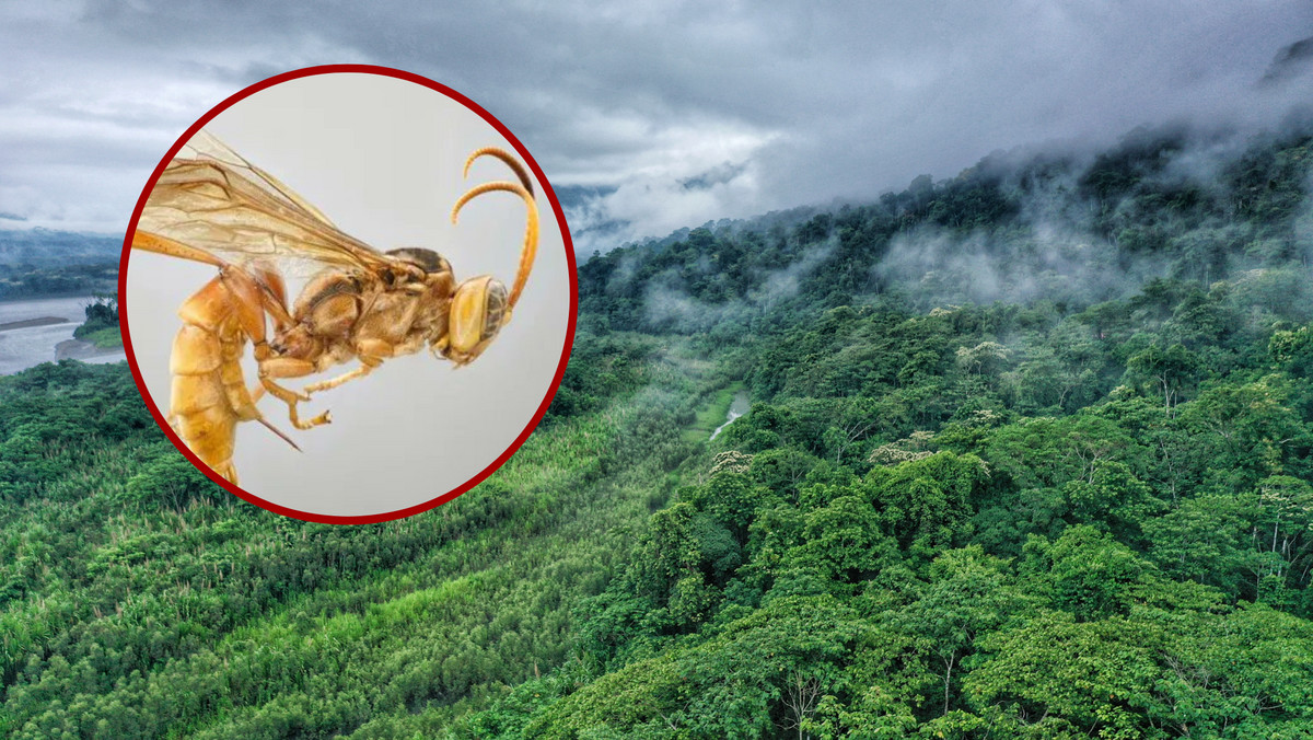 Wyjątkowe odkrycie w lasach deszczowych w Peru. Oto osa "wampiryczna"