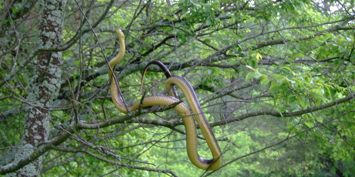 Wąż Eskulapa w polskich lasach. Wspina się na drzewa, jest dusicielem