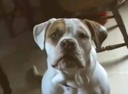 Zobacz psa, który nauczył się mówić