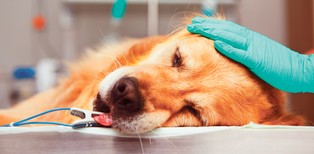 Pies odda nerkę, pilnie. O czworonogach i kontrowersyjnych przeszczepach