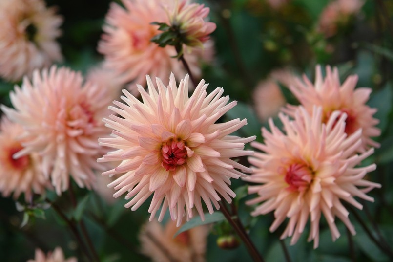 Dalia Preference - najpiękniejsze odmiany