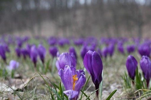 krokus wiosna krokusy