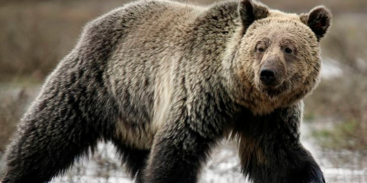 A grizzly bear roams through the Hayden Valley in Yellowstone National Park in Wyoming.