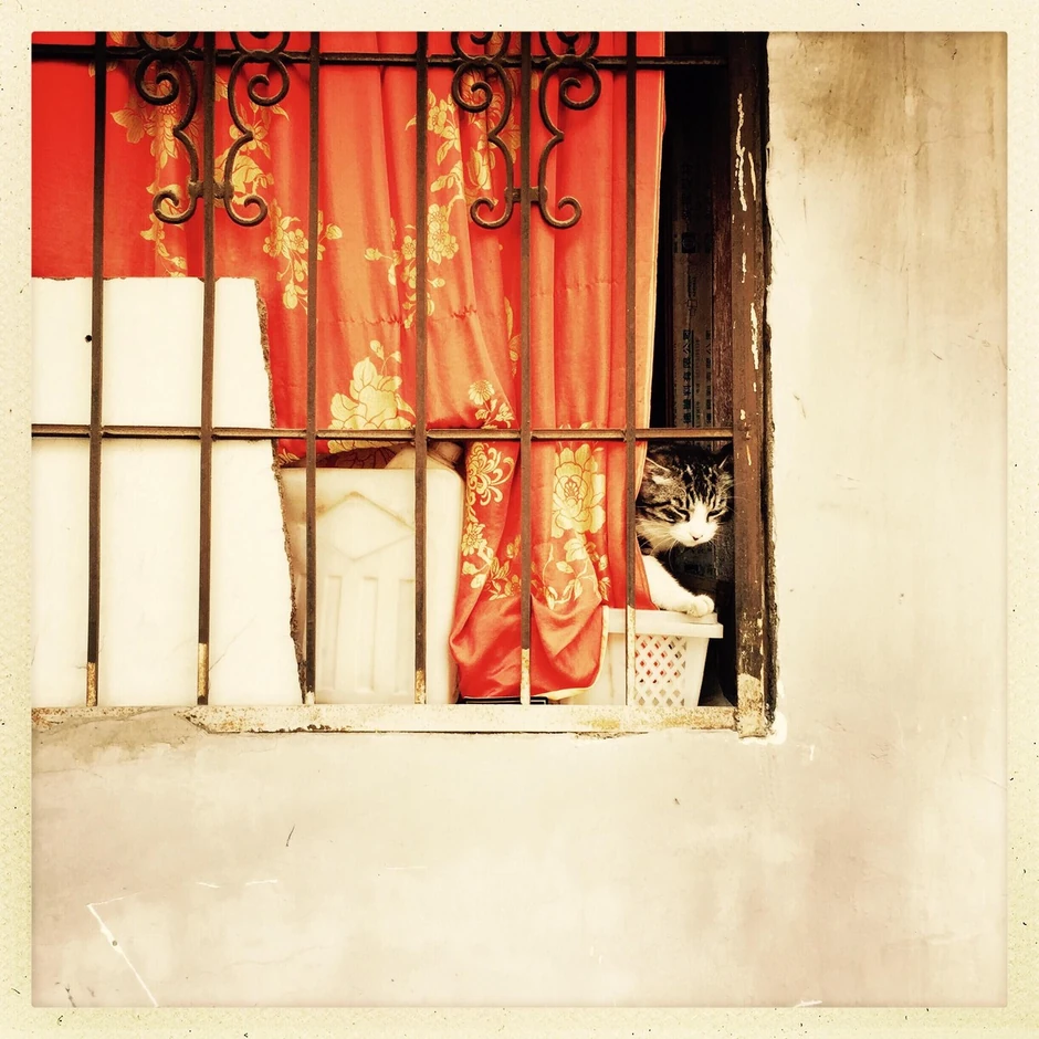 U Vuhanu je gomila ljubimaca ostala zarobljena u stanovima usred epidemije