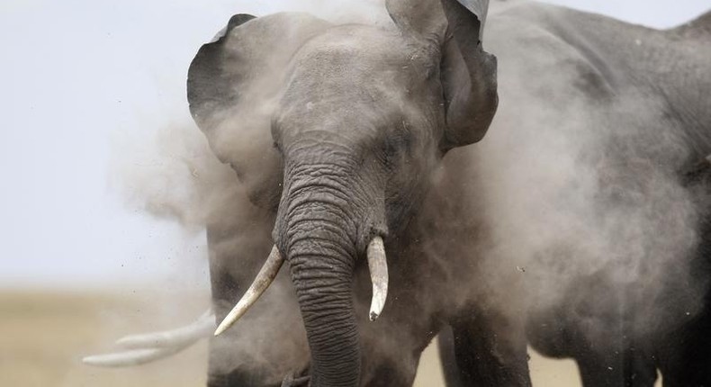 An elephant plays in the dust after cooling in a pond during a census at the Amboseli National Park, 290 km (188 miles) southeast of Kenya's capital Nairobi, October 9, 2013. REUTERS/Thomas Mukoya