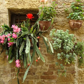 Czy uprawa roślin ozdobnych kwalifikuje się jako działalność rolnicza zwolniona z podatku dochodowego?