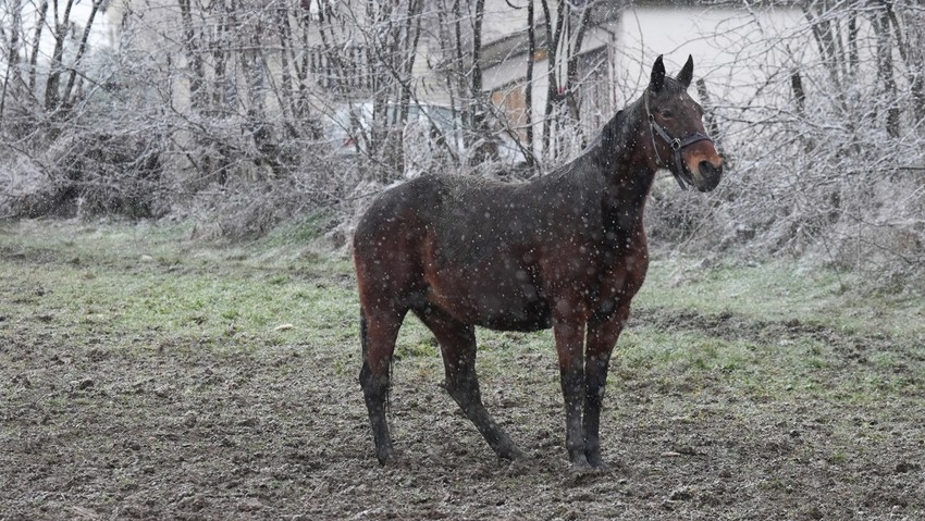 Tri prekrasna konja galopirala u Čačku