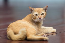 Sprzedający może ponieść odpowiedzialność za chorobę zwierzęcia