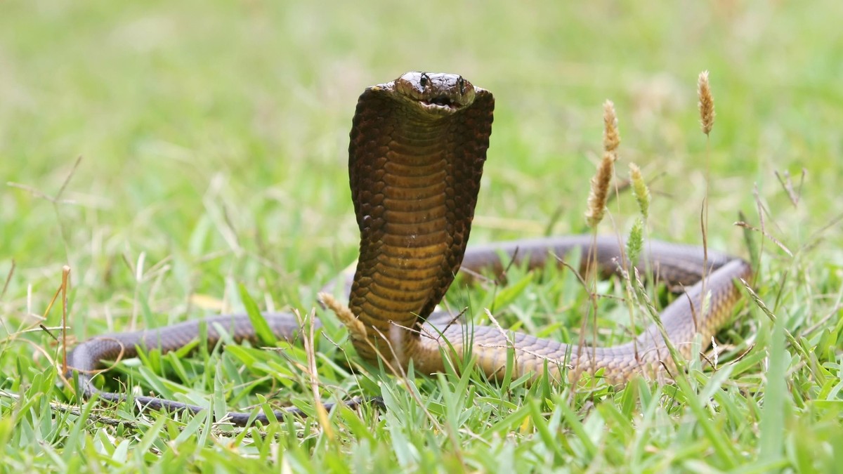 Horror w turystycznym raju Polaków. Podczas pokazu wąż ukąsił jednego z gości. 