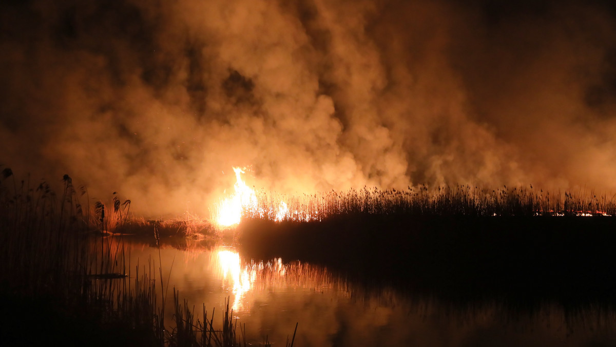 Biebrzański Park Narodowy - pożar i jego skutki dla przyrody tłumaczy naukowiec