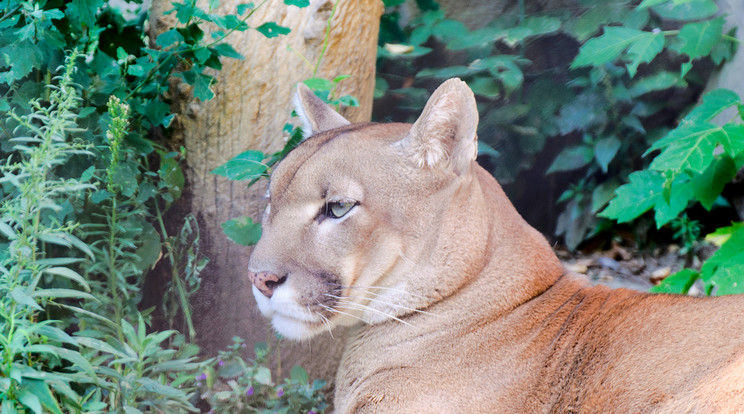 A háztetőről figyelte a puma a szomszédságot / Illusztráció: Northfoto