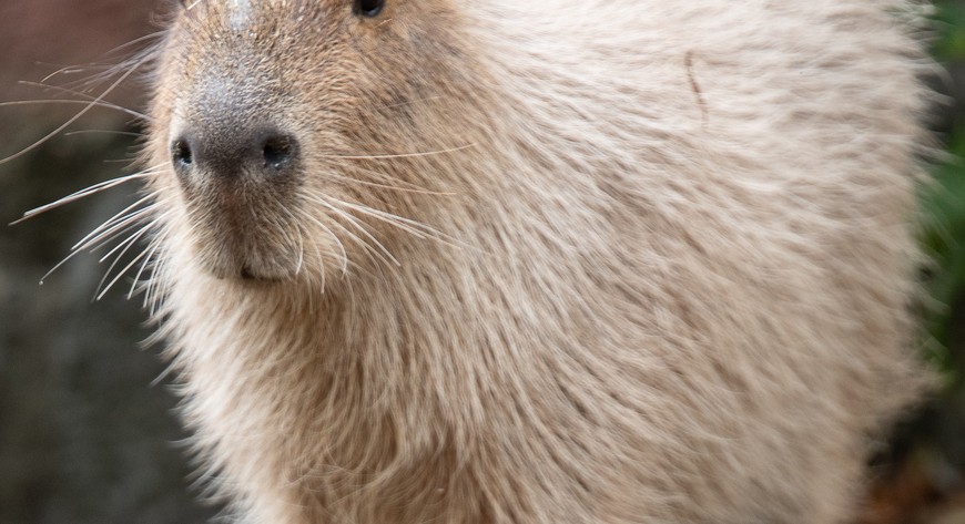 Kapibary robią furorę w zoo