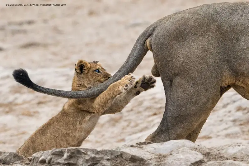 Zwycięzca konkursu Comedy Wildlife Photography Awards 2019 (Sarah Skinner - &quot;Grab life by the .....&quot;)