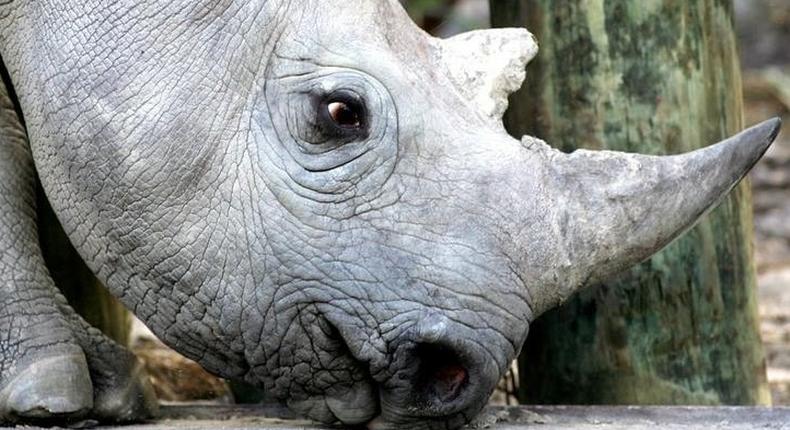 A black rhino is seen at a game reserve near Cape Town, South Africa, file. 