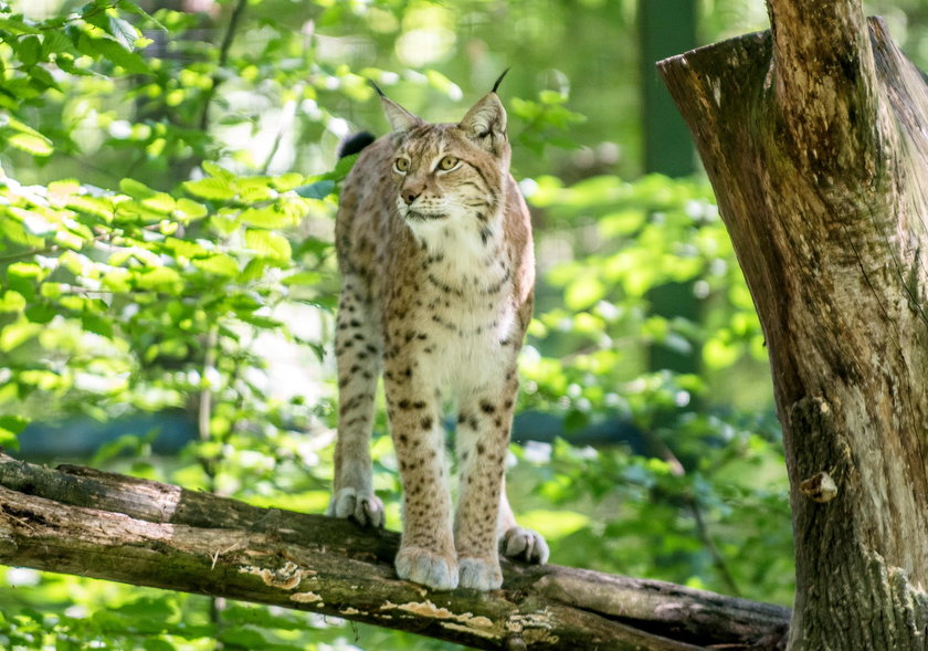 Łódzki ryś Gabryś został wytypowany do odnowienia gatunku rysia nizinnego