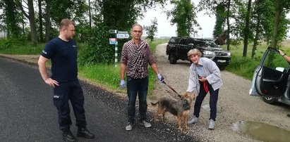 Wierny psiak trwał przy panu. Niezwykła historia z Rytla