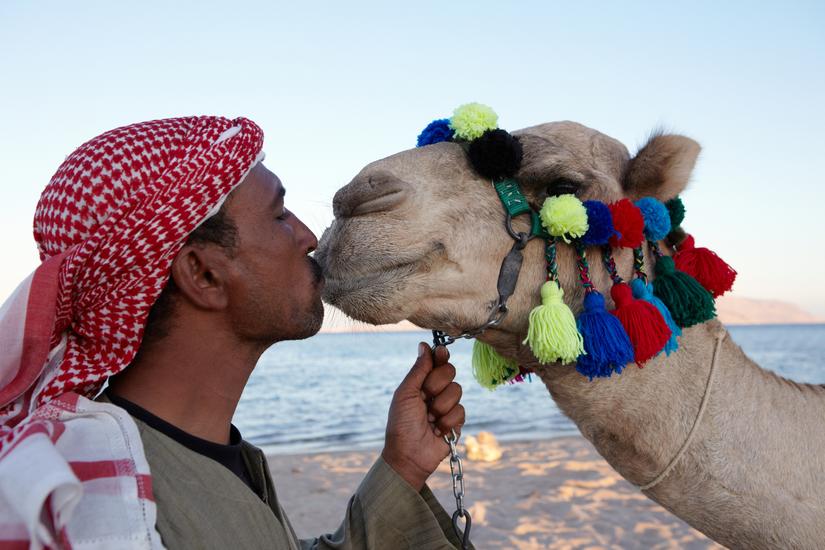 Wielbłąd nad Morzem Czerwonym, Sharm El-Sheikh, Egipt