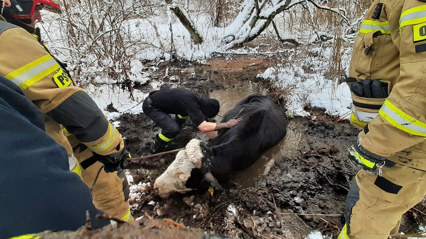 Strażacy musieli zrobić podkop, by uratować krowę z bagna