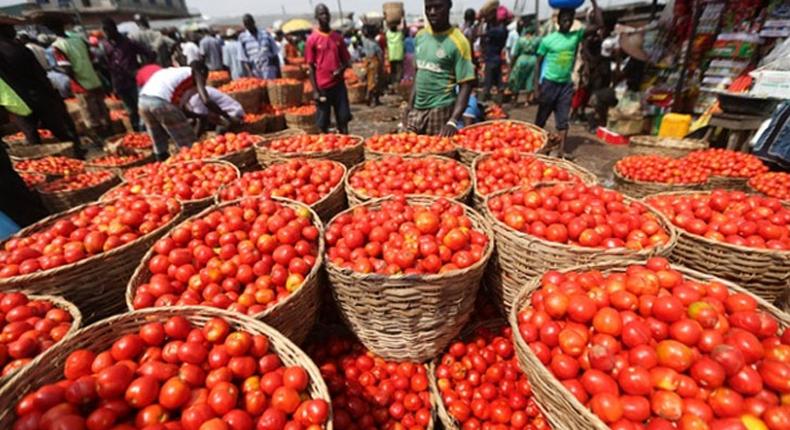 The price of a big basket of UTC tomato now sells between N8, 000 and N9, 500 as against N12, 000 and it is currently flooding the markets (Nairametrics)