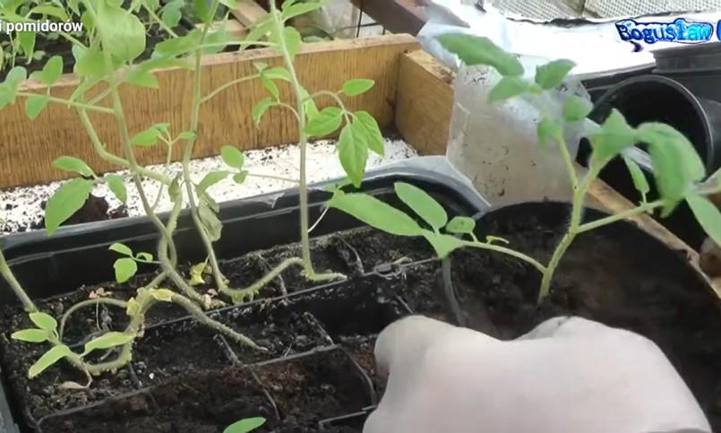 Jak uratować wybiegnięte sadzonki pomidorów?