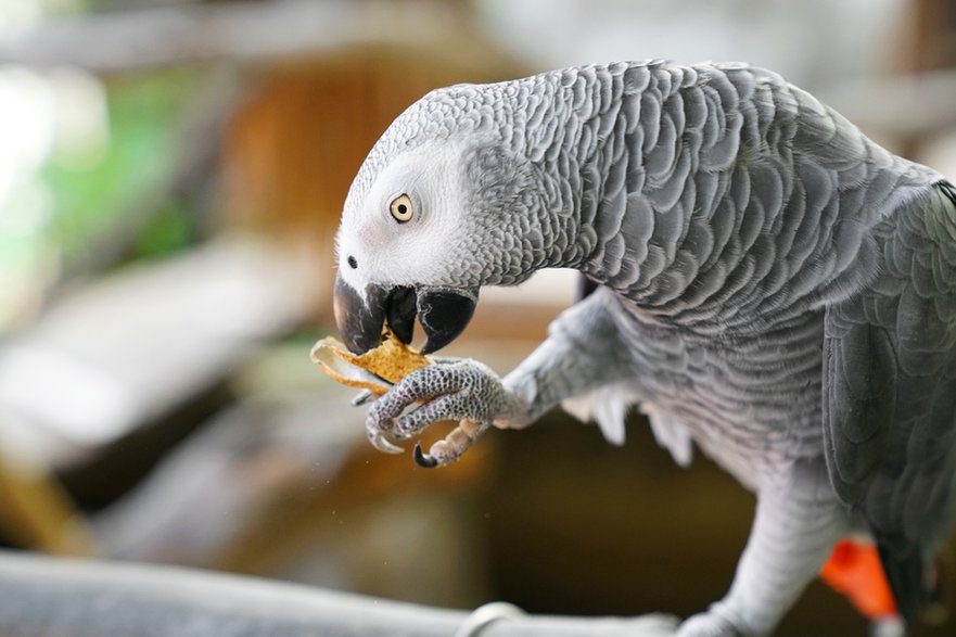 Psittacus erithacus