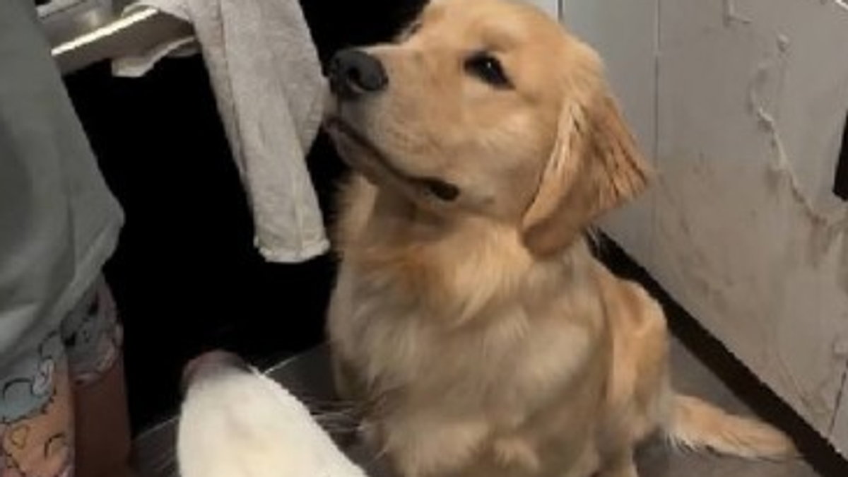 Ne mogu da odole mirisu: Psi nepomično sede i čekaju odrezak, a njihovi pogledi jasno ukazuju šta će se desiti (Video)