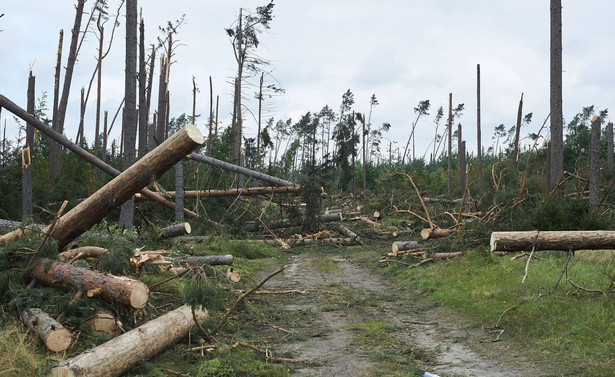 Lasy Państwowe liczą straty po nawałnicach: Wstępnie to 6,6 mln m sześciennych drewnie