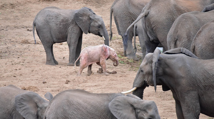 rózsaszín elefánt - Fotó: profimedia-reddot