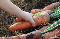 Ciemna strona zbiorów z przydomowego ogródka. Dzieciom mogą szkodzić!