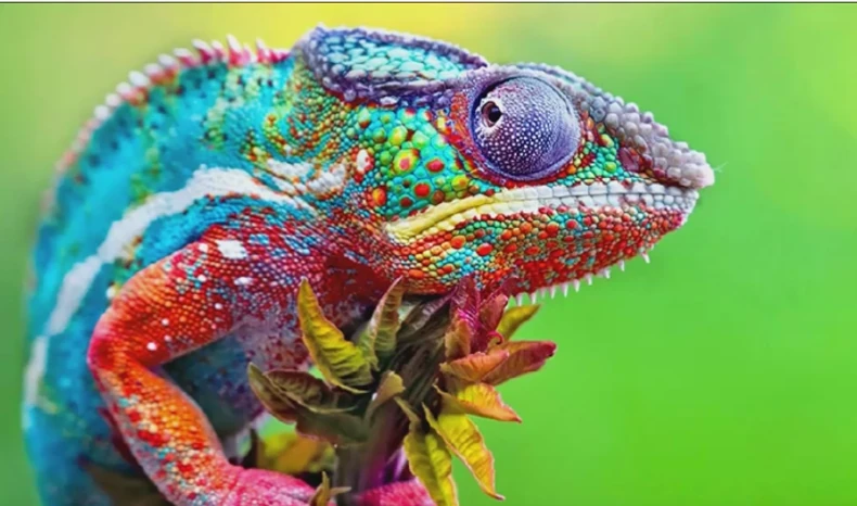 Majstor kamuflaže: Kameleon