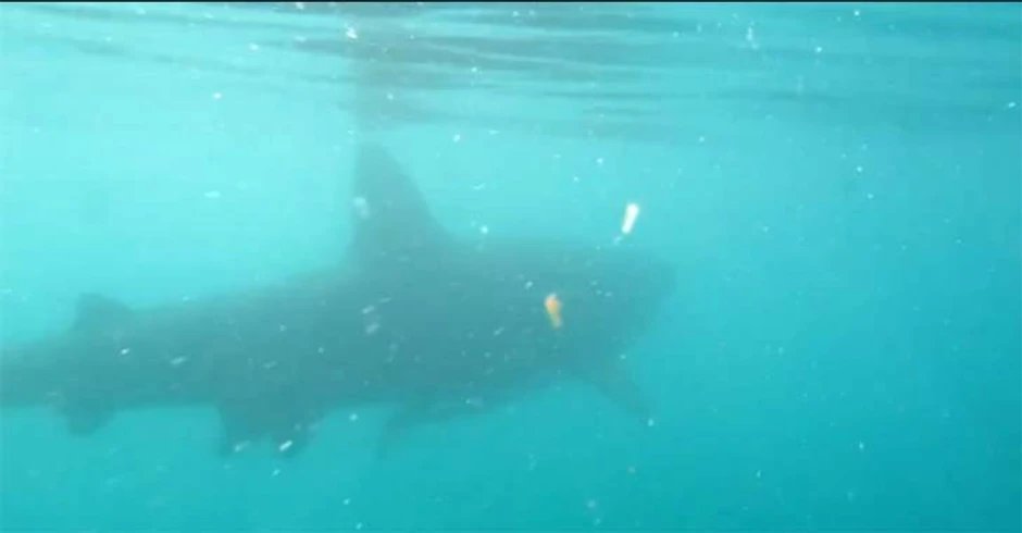 Onaj osećaj da u mutnoj vodi nečega ima....