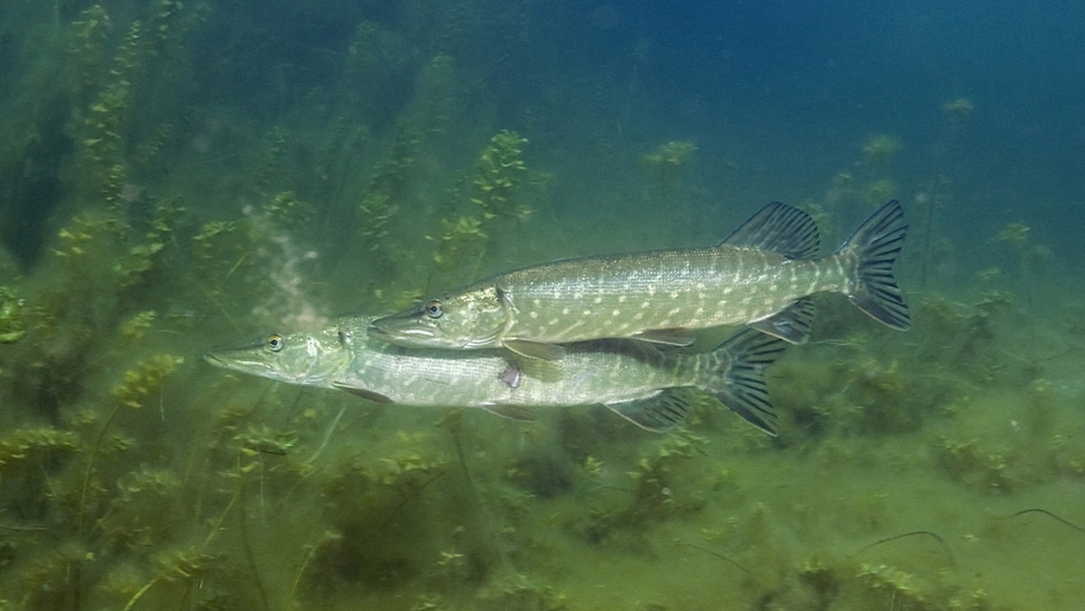 W Parku Narodowym "Ujście Warty" (Lubuskie) wysoki stan wody sprzyja rybom, które rozpoczynają lub kończą tarło. To ważne miejsce rozrodu szczupaka, którego w polskich wodach jest coraz mniej - poinformował PAP Łukasz Cieślik z Parku Narodowego "Ujście Warty".