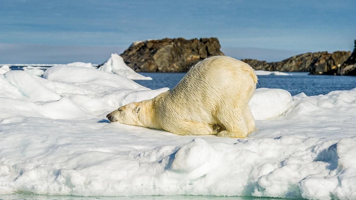 Nagy bajban az Északi-Sarkvidék: sokkoló dolgot közöltek a kutatók