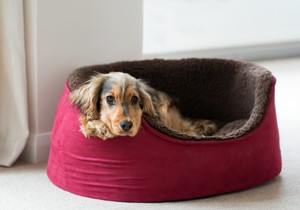 Genijalan trik od samo 120 dinara rešava smrad psećeg kreveta