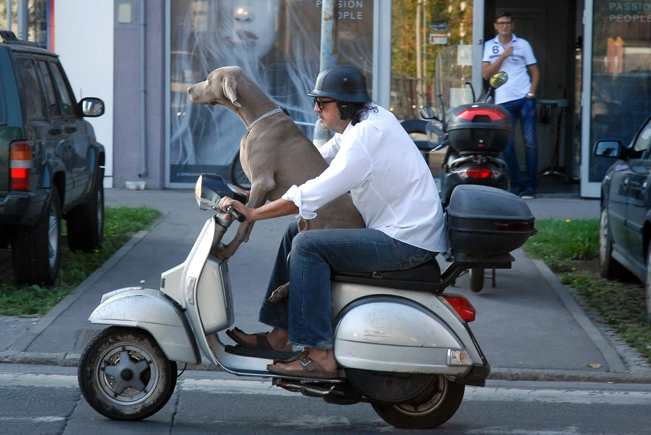 Gazda provozao psa, ili on njega?