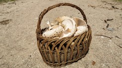 Nietypowe grzyby w polskich lasach