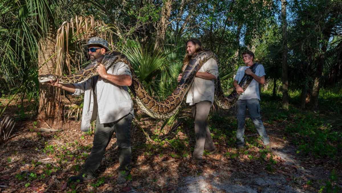 Przyrodnicy z Conservancy of Southwest Florida złapali w Naples ogromną samicę pytona birmańskiego. Osobnik waży prawie sto kilogramów i ma 5 metrów długości. To najcięższy widziany dotychczas pyton.