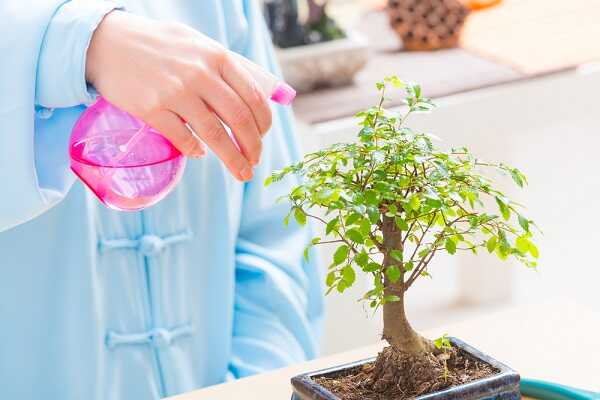 Rośliny bonsai korzystnie reagują na zraszanie