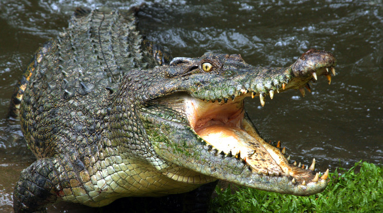 A szakértő szerint a srác mázlista, hogy a karját ragadta meg a krokodil /Fotó: Shutterstock