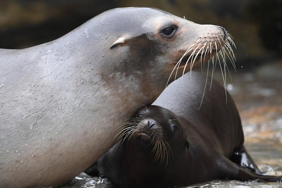 Detonacje na dnie morza mogą zagrażać populacji fok
