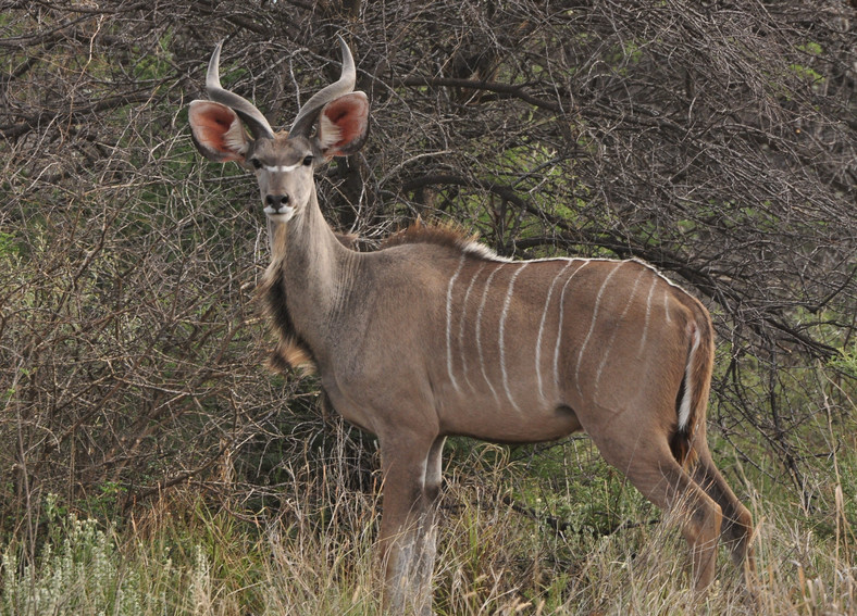 Antylopa Kudu w buszu, fot. JP