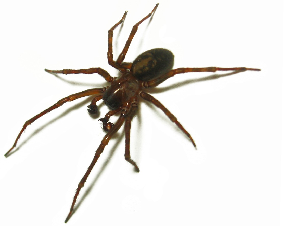 Pajęczycom jedzenie partnerów się opłaca