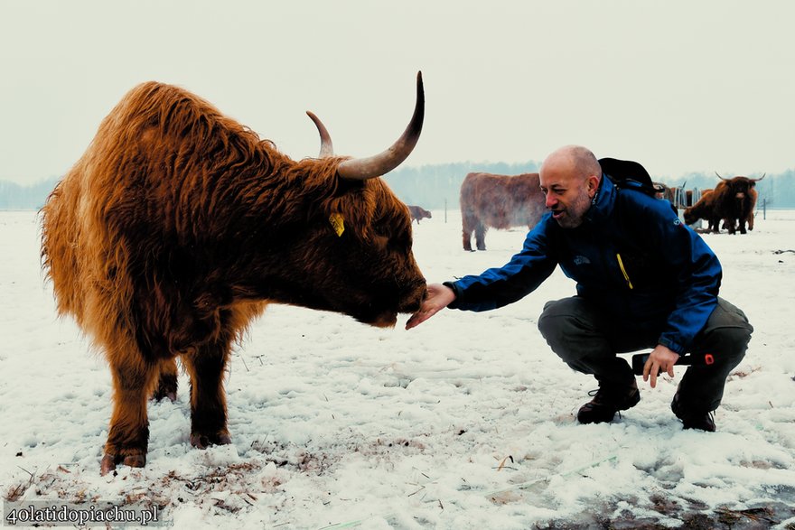 Highland Cattle